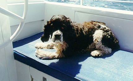 Daisy relaxing