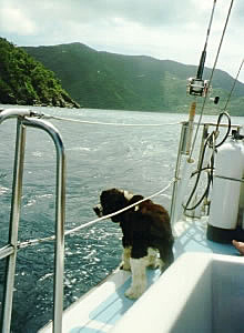 Daisy barking that something is caught on the line.