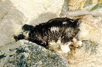 Daisy playing in water