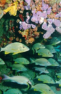 School of French Grunts