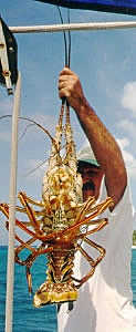Jim holding the large lobster