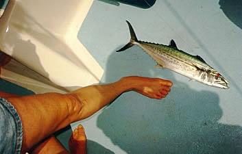 Measuring the catch