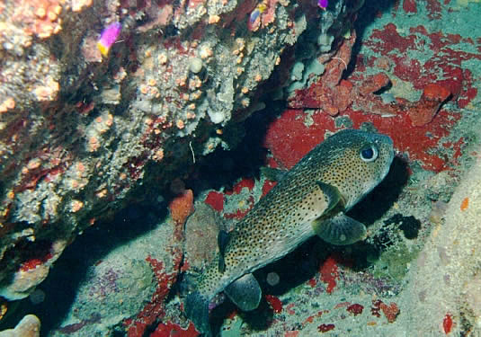 Porcupinefish