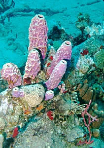 Purple Tube Sponges