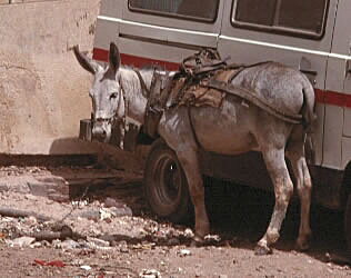 Donkey, a beast of burden in Egypt