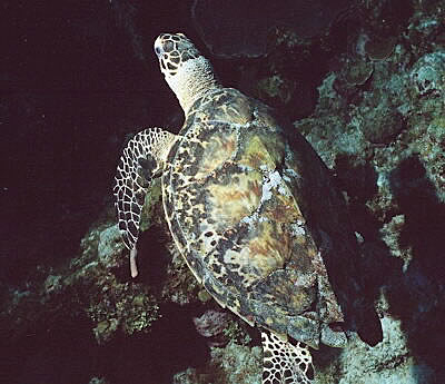 Hawksbill Turtle at Sunset House Reef