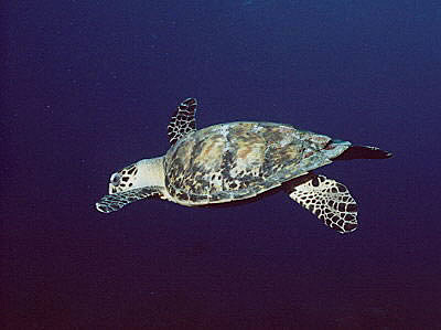 Hawksbill Turtle at Sunset House Reef