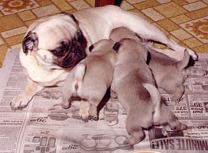 Puppies Feeding