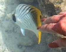 Anne touching a Butterfly fish