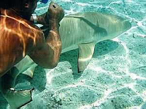 Riding a shark's fin