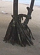 A tree stump, home to hundres of hermit crabs