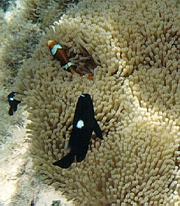 Clown fish in an anemone