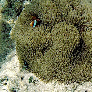 Clown fish in an anemone