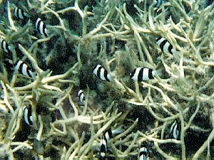 Unknown fish in coral