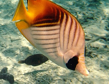 Treadfin Butterfly fish