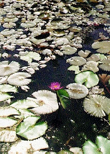 Lilly pond at the hotel