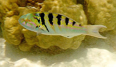 A parrotfish