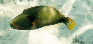Orange Lined Triggerfish