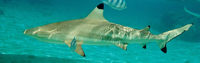 Shark photo taken while snorkeling
